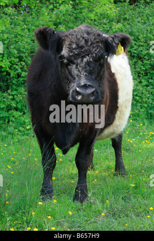 Belted Galloway vacca a fattoria Clattinger riserva naturale, Wiltshire, Inghilterra. Foto Stock