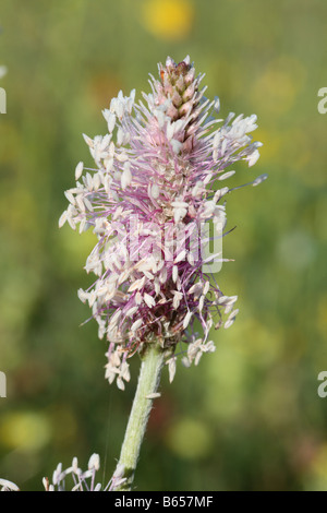 Annoso piantaggine (Planzago media0 fioritura in un prato di fieno in Fattoria Clattinger riserva naturale, Wiltshire, Inghilterra. Foto Stock