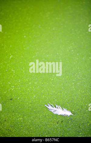 White feather floating tra lenticchie d'acqua Foto Stock