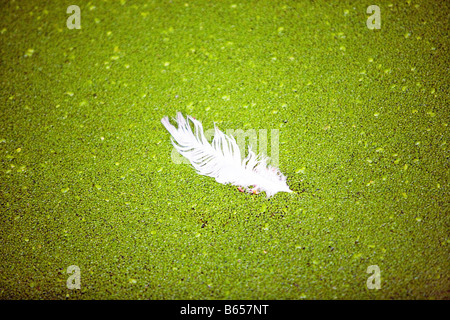 White feather floating tra lenticchie d'acqua Foto Stock