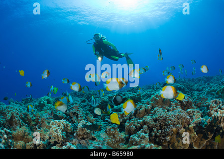 Butterflyfishes piramide e subacqueo polyepis Hemitaurichthys Molokini cratere Hawaii Maui USA Foto Stock