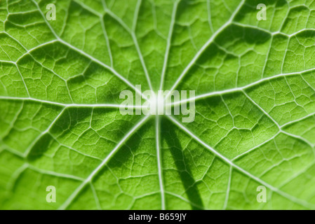 Vene di foglia, extreme close-up Foto Stock