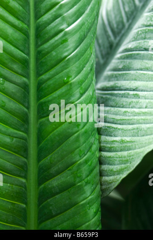 Foglie di banano con gocce di rugiada, close-up Foto Stock