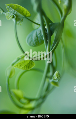 Gloria di mattina con vite a forma di cuore, foglie di close-up Foto Stock