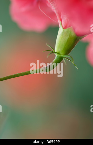 Fiori di ibisco sepali, close-up Foto Stock