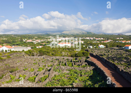 Isola Pico Vigna cultura UNESCO - Sito Patrimonio dell'isola di Pico Azzorre Portogallo Foto Stock