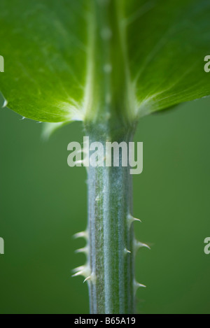 Stelo con spine, extreme close-up Foto Stock