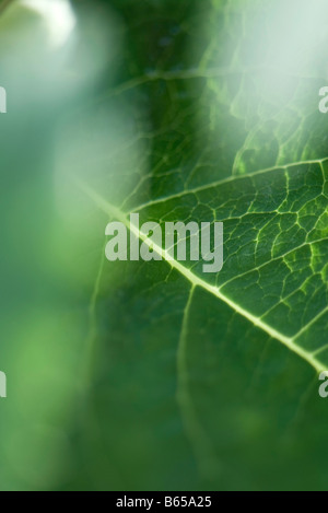 Vene di foglia, il fuoco selettivo Foto Stock