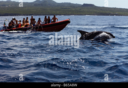 I turisti a osservare i delfini Tour Tursiops truncatus Azzorre Oceano Atlantico Portogallo Foto Stock