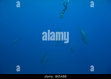 Fotografo e Risso delfini Grampus griseus Azzorre Oceano Atlantico Portogallo Foto Stock