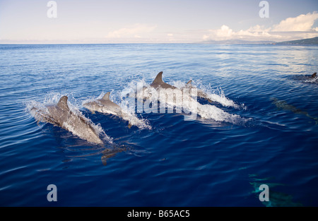 Macchiato atlantico Delfini Stenella frontalis Azzorre Oceano Atlantico Portogallo Foto Stock