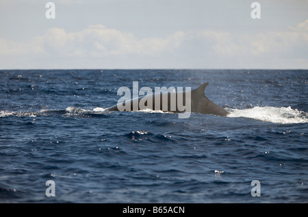 Balenottera comune Balaenoptera physalus Azzorre Oceano Atlantico Portogallo Foto Stock