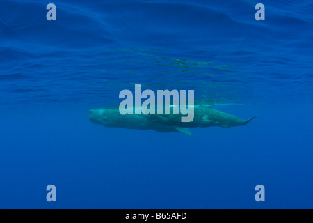 Sperma balena madre e vitello Physeter catodon Azzorre Oceano Atlantico Portogallo Foto Stock