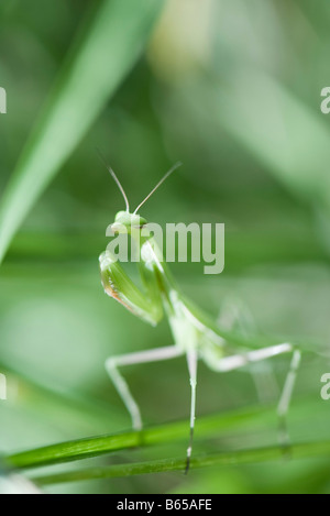 Mantide religiosa appollaiato sulla lamina Foto Stock