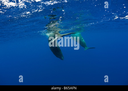 Sperma balena madre e vitello Physeter catodon Azzorre Oceano Atlantico Portogallo Foto Stock