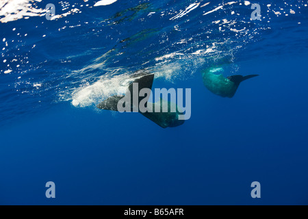 Sperma balena madre e vitello Physeter catodon Azzorre Oceano Atlantico Portogallo Foto Stock