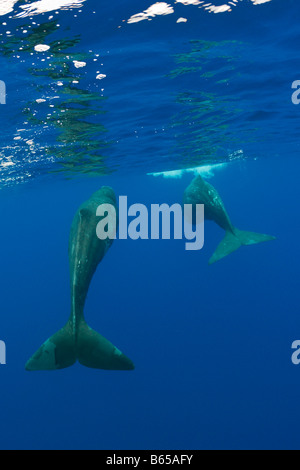 Sperma balena madre e vitello Physeter catodon Azzorre Oceano Atlantico Portogallo Foto Stock