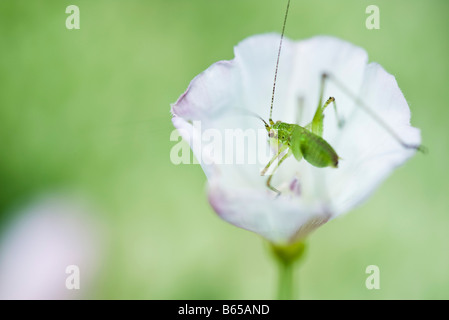 Chiazzato Bush Cricket nymph (leptophyes punctatissima) appollaiato sul bordo del petalo di fiore Foto Stock