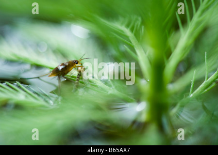 Cricket nymph sulla foglia sulla alimentazione degli insetti più piccoli Foto Stock