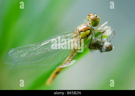 Dragonfly appena emerse dal vecchio esoscheletro ali di essiccazione Foto Stock