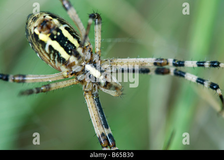 Giardino giallo Spider (argiope aurantia), close-up Foto Stock