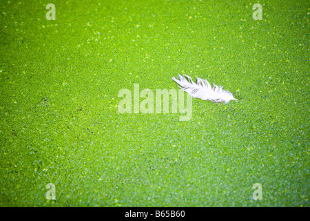 White feather floating tra lenticchie d'acqua Foto Stock