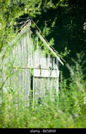 Tettoia in legno oscurata dalla vegetazione sovradimensionate Foto Stock