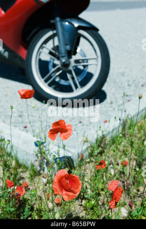 Papaveri, ruota anteriore della motocicletta in background Foto Stock