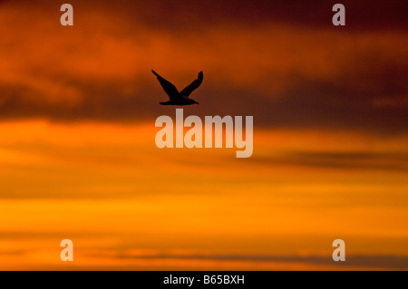 Estate glowingly tramonto riflesso in nuvole sopra un mare di ghiaccio libera Beaufort Sea Foto Stock