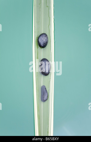 Linea di pietre sul naufragio di foglie di palma Foto Stock