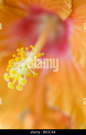 Hibiscus, close-up su stame e antere Foto Stock