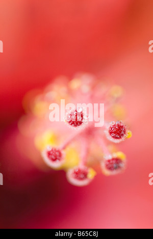 Hibiscus stame coperto di goccioline di acqua, close-up Foto Stock