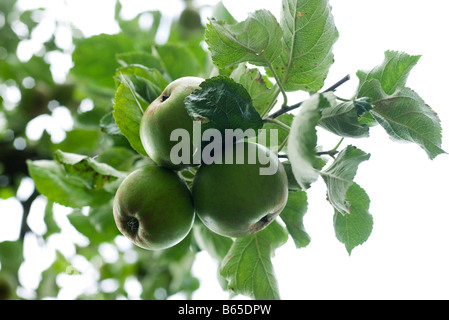 Mele biologiche pendente dal ramo di albero Foto Stock