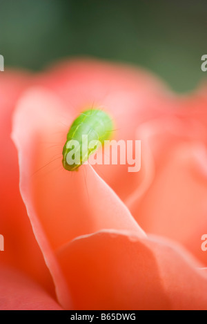 Caterpillar sul petalo di fiore, close-up Foto Stock