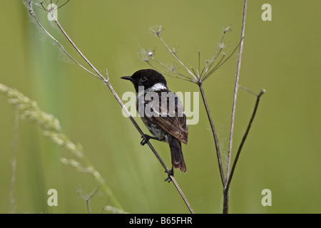 Schwarzkehlchen Saxicola torquata Stonechat africana Foto Stock