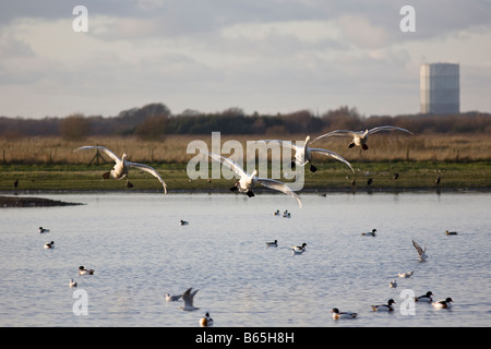 Whooper cigni provenienti da terreni a Martin semplice. Foto Stock