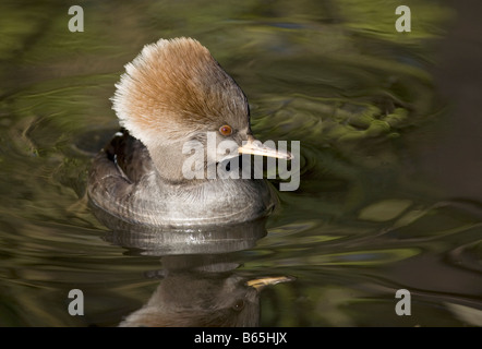 Con cappuccio femmina Merganser Lophodytes cucullatus Foto Stock