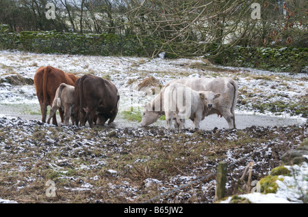 Un gruppo di vacche e vitelli su un giorno inverni in Nidderdale, Menwith Hill Foto Stock