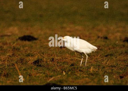 Airone guardabuoi, Bubulcus ibis, stando in piedi in un campo Foto Stock
