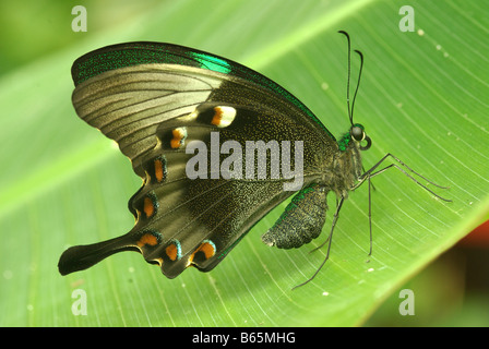 Papilio palinurus, il verde swallowail butterfly. Foto Stock