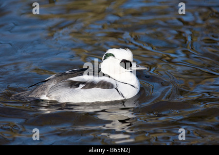 Smew maschio Mergellus albellus Foto Stock