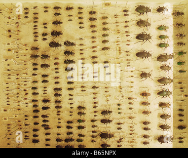 Coleotteri raccolti da Charles Darwin nel museo di zoologia, Cambridge Foto Stock