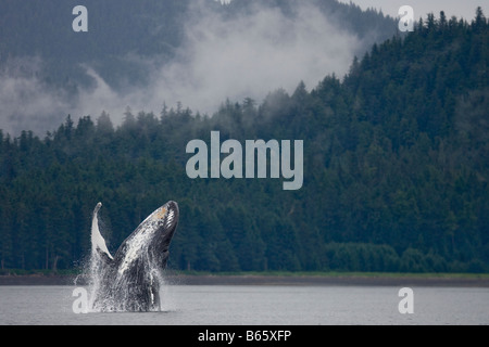 Stati Uniti d'America Alaska Tongass National Forest Humpback Whale Megaptera novaengliae violare in Frederick Sound Foto Stock