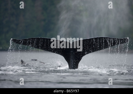 Stati Uniti d'America Alaska Humpback Whale Megaptera novaengliae solleva la coda mentre suona in Frederick Sound Foto Stock