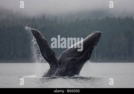 Stati Uniti d'America Alaska Tongass National Forest Humpback Whale Megaptera novaengliae violare in Frederick Sound Foto Stock
