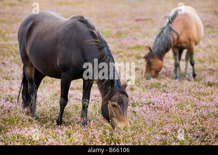 Due pony che pascolano nella nuova foresta, Inghilterra Foto Stock