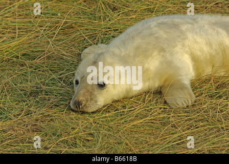 Guarnizione grigio pup, Halichoerus grypus. Foto Stock