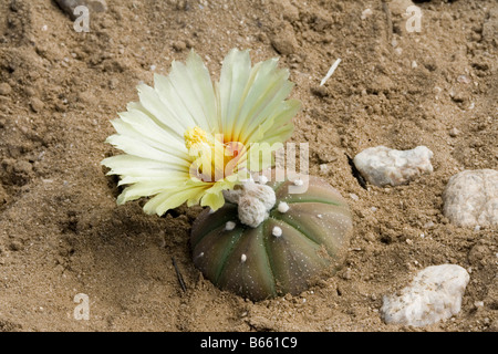 Star Cactus Astrophytum asterias Tucson in Arizona Stati Uniti 26 aprile pianta in coltivazione cactacee Foto Stock