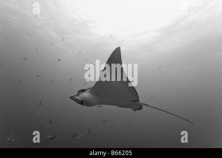 Ecuador Isole Galapagos Parco Nazionale di Wolf isola vista subacquea di Spotted Raggi Eagle Aetobatus narinari nuoto Foto Stock