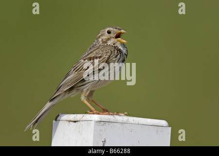 Grauammer Ammer Miliaria calandra Corn Bunting Foto Stock